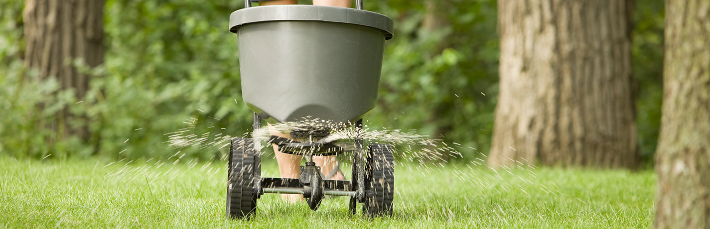 Healthy green lawn