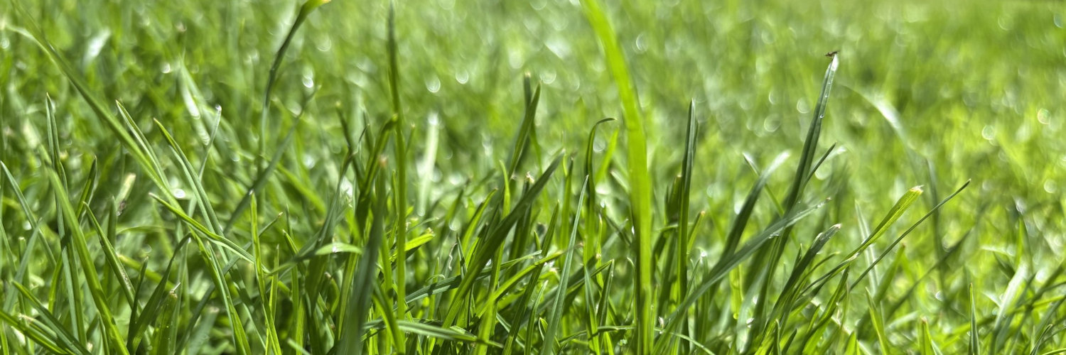 Healthy green lawn